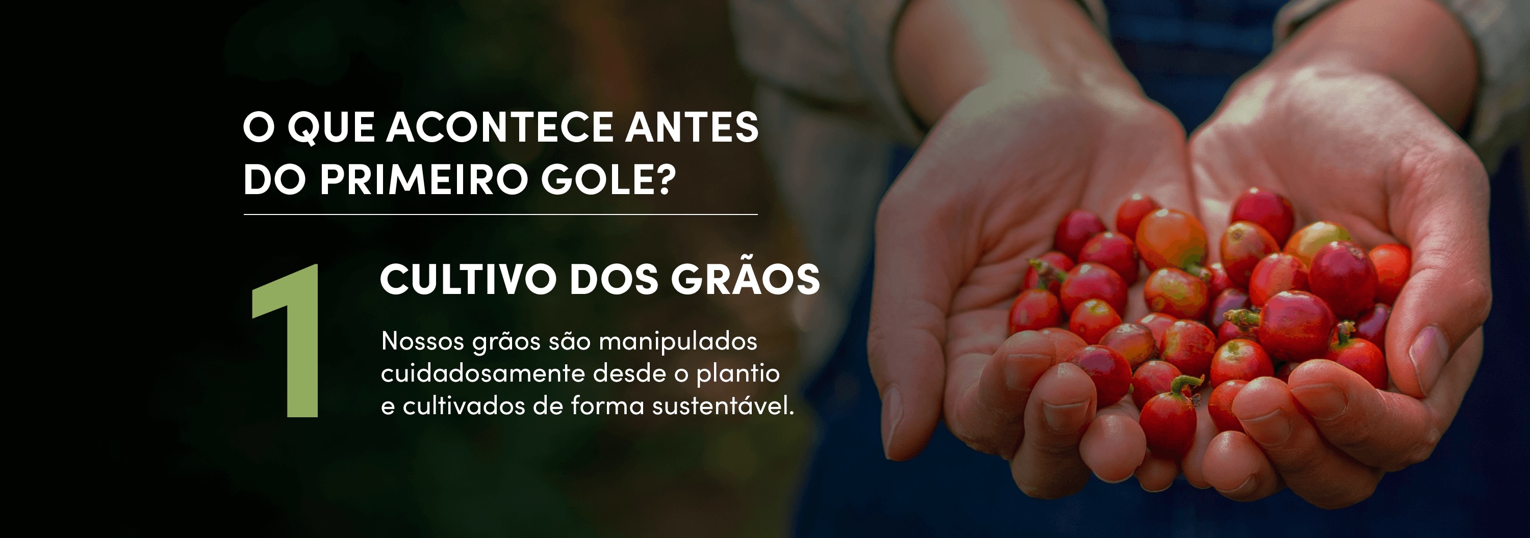 O que acontece antes do primeiro gole? 1- Cultivo dos grãos