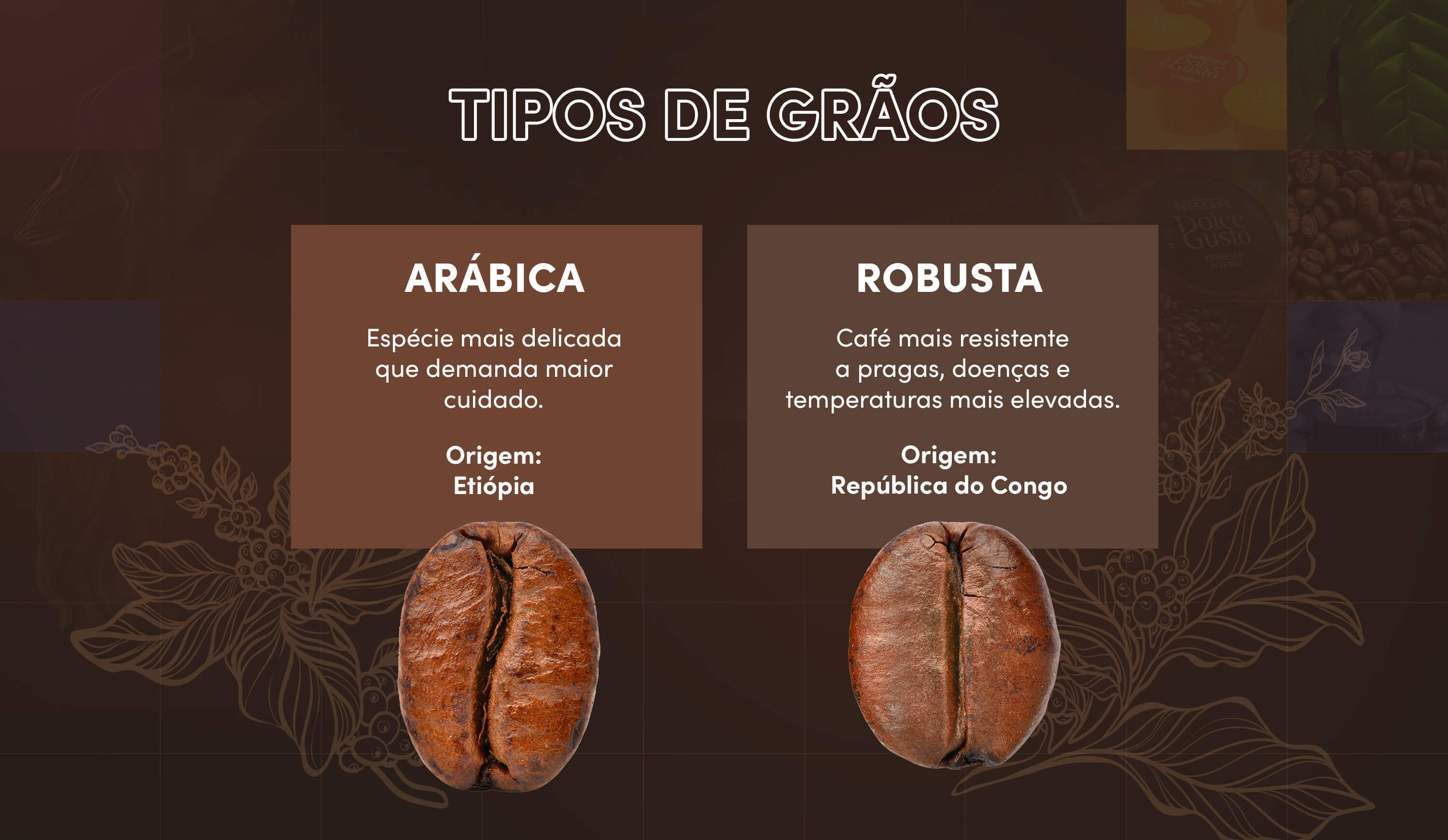 Tipos de grãos: arábica e robusta